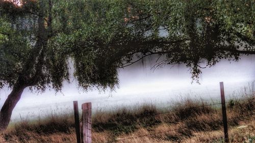 Trees on grassy field