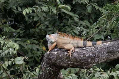 Close-up of lizard on tree