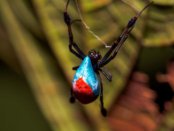 Long-jawed orb-weaving spider - opadometa sarawakensis in bako national park, borneo