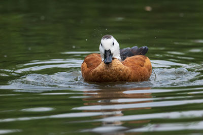 Duck swimming in lake