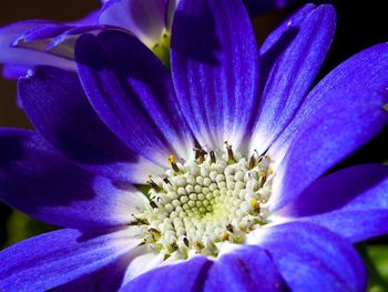 Close-up of purple flowers