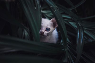 Portrait of a shy kitten