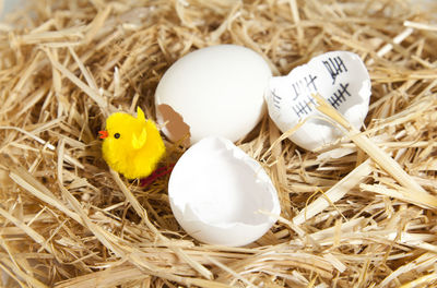 Close-up of baby chicken toy and broken animal eggs in nest