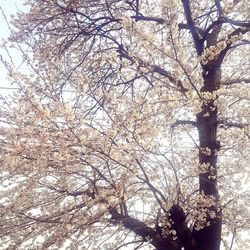 Low angle view of blooming tree