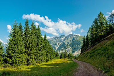 Panoramic view of trees and mountains against sky