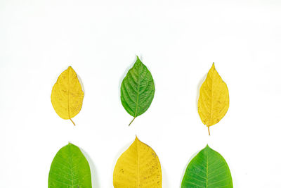 Close-up of leaves against white background