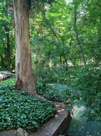 Trees in forest