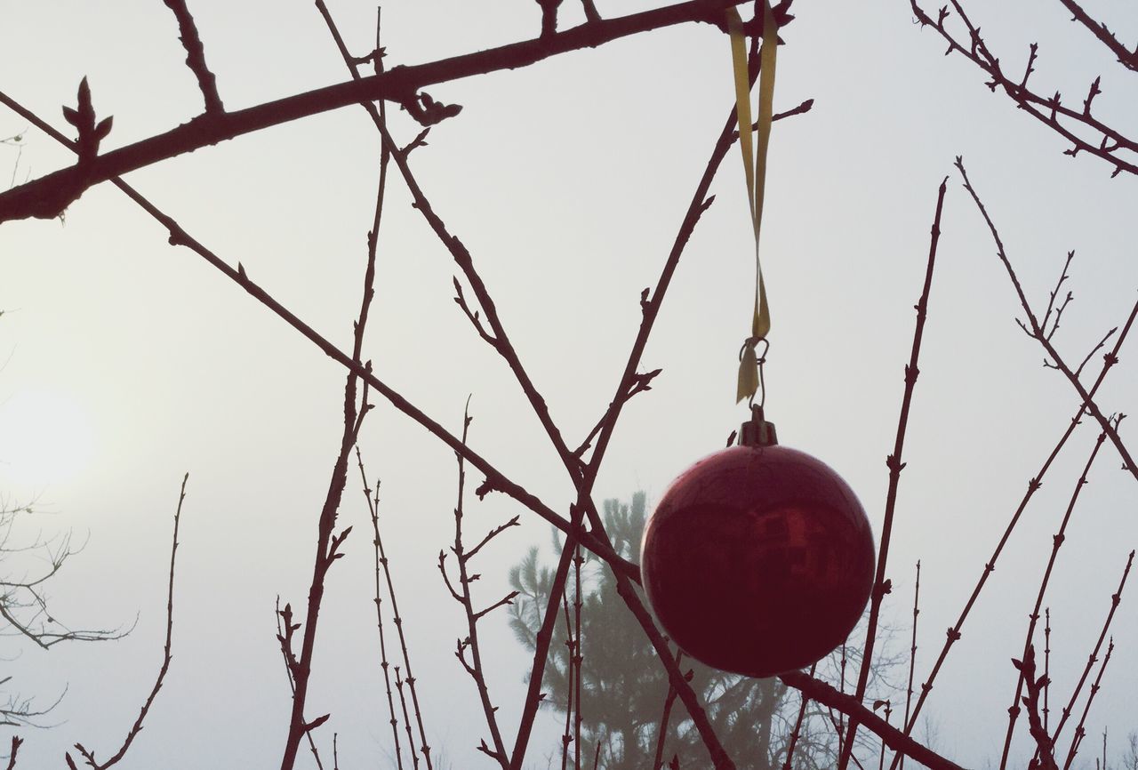 no people, low angle view, sky, close-up, outdoors, day, tree, nature