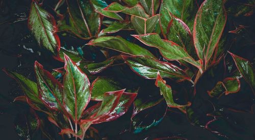 Full frame shot of fresh leaves in water