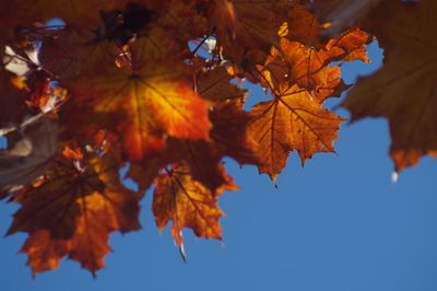 Low angle view of changing colors maple leaves on tree
