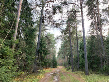 Footpath amidst trees in forest