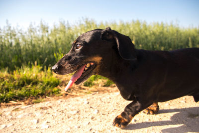 Black dog looking away