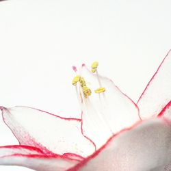 Close-up of pink flowers