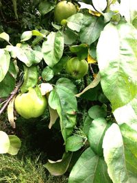 Close-up of fruit growing on tree