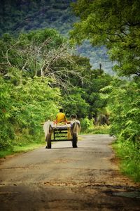 View of a horse cart