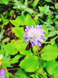 Close-up of insect on purple flower