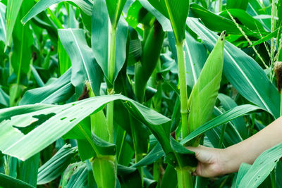 Close-up of fresh green plant