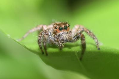 Close-up of spider