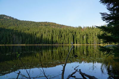 Scenic view of lake by trees in forest against sky