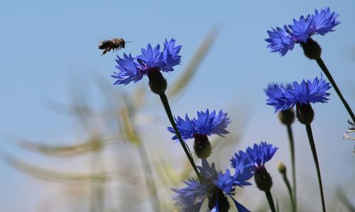 Close-up of purple flowers