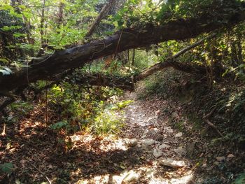 Trees in forest