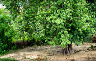 Plants growing on land