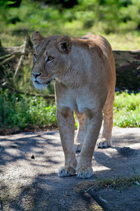 Lion walking outdoors