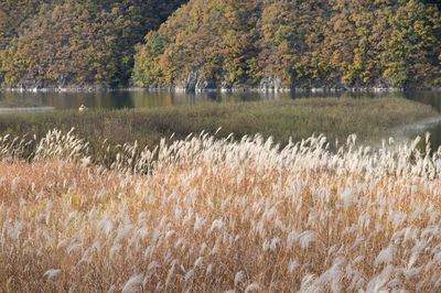 Scenic view of lake by trees during autumn