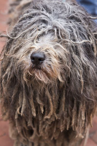 Close-up portrait of a dog