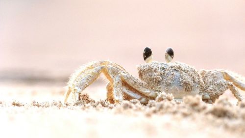 Close-up of crab on sand