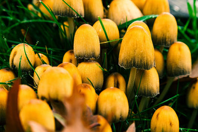 Close-up of mushrooms growing on plant