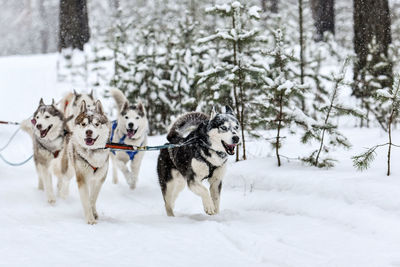 Dogs on snow covered land