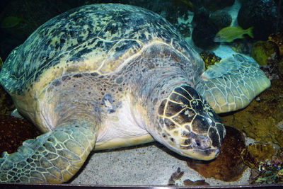 Close-up of turtle swimming in water