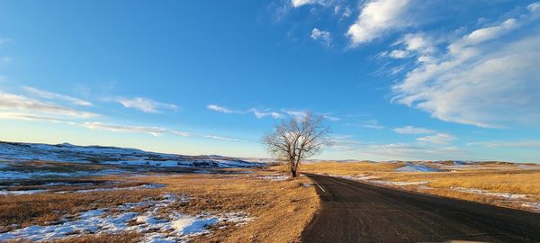 Bare tree on field against sky