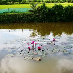 Lotus water lily in lake