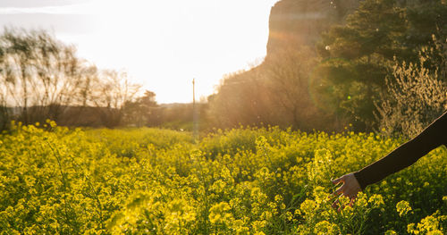 Scenic view of oilseed rape field against sky