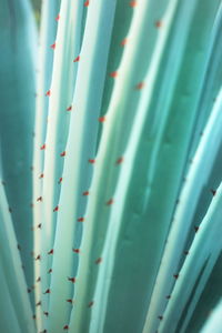 Close-up of bamboo outdoors