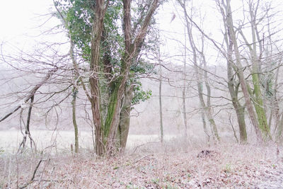 Bare trees in forest