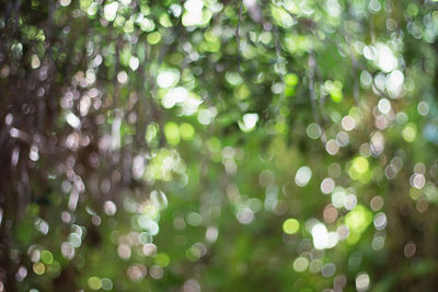 Full frame shot of plants