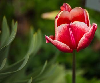 Close-up of red tulip