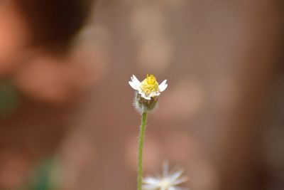 Close-up of honey bee on flower