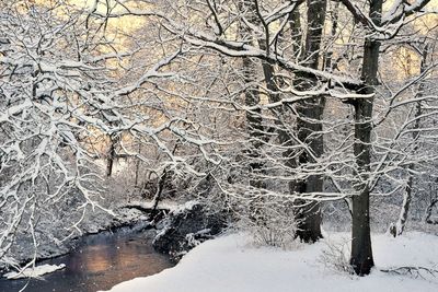 Bare trees in forest during winter