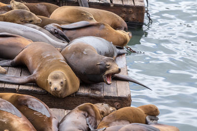 High angle view of sea lion in lake