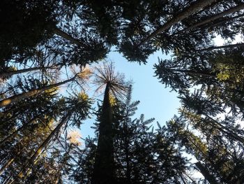 Low angle view of trees against sky