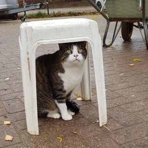 Portrait of cat sitting on footpath