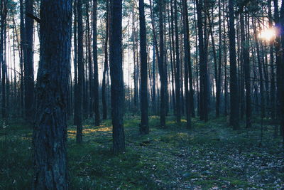 View of trees in the forest