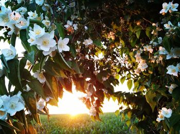 Flowers blooming on tree against bright sun