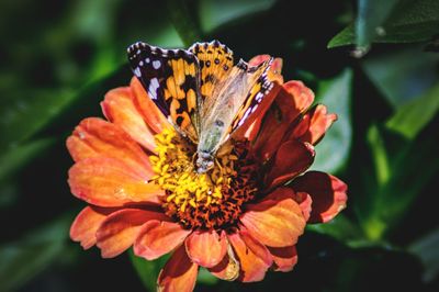 Close-up of butterfly pollinating on flower