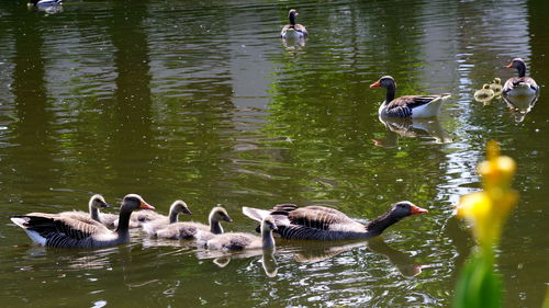 Ducks swimming in lake