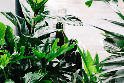 Close-up of fresh green plant